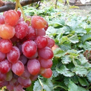 Продам черенки и сажанцы елитьных сортов винограда недорого