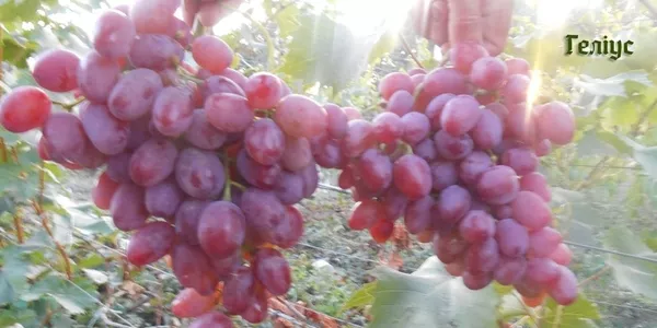 Продам черенки и сажанцы елитьных сортов винограда недорого 2